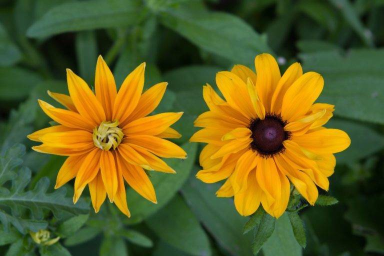 virtualizacion-contenidos-digitalizacion-diferencias